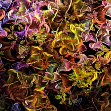 Coloured, abstraction