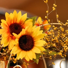 sunflowers, adoption