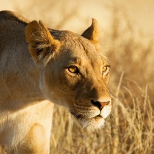 Lioness, Africa