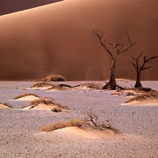 Namib, Africa