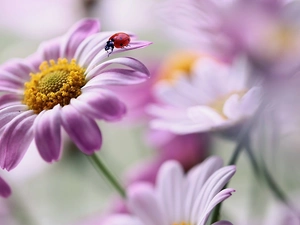 ladybird, blur, Flowers, African Daisies, Pink