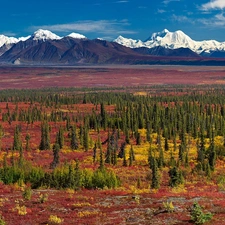 Mountains, Spruces, Alaska, plain