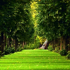 trees, grass, alley, viewes