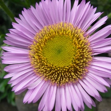 Colourfull Flowers, Alpine aster