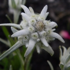 alpine edelweiss