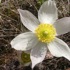 Alpine pasque