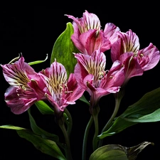 Dark Background, Flowers, Alstroemeria