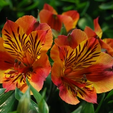 Alstroemeria, Red, Flowers