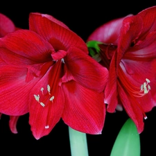 Red, amaryllis