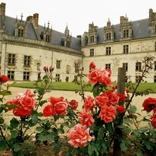 Garden, Castle, Amboise. France, roses