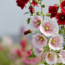 white and pink, Flowers, Hollyhocks