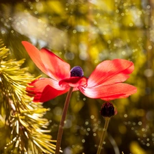 anemone, twig, luminosity, ligh, flash, Red, Colourfull Flowers, sun