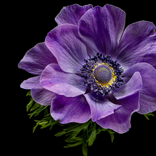 Violet, Black, background, anemone