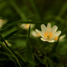 White, anemone