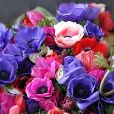 color, Anemones