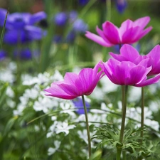 Flowers, Anemones