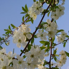 Colourfull Flowers, apple-tree