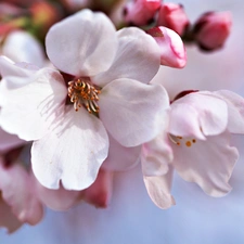 apple, flourishing, Flowers