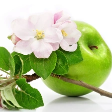 green ones, Flowers, apple, Apple