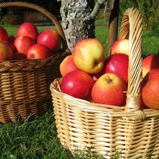 apples, Baskets, buxom