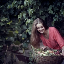 apples, harvest, orchard, basket, Women