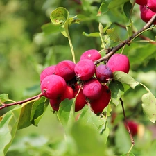 Paradise, apples