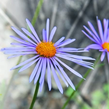 Aster