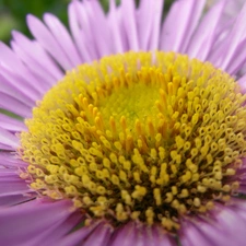 Aster amellus