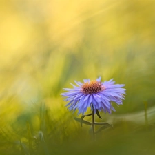 blur, Colourfull Flowers, Aster