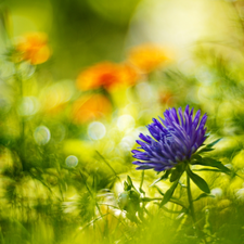 blurry background, Flowers, Aster