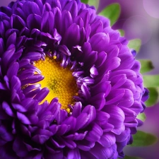 Violet, Aster