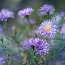 Aster