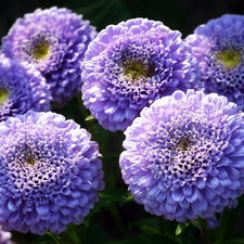 Astra, nature, Flowers