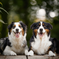 footbridge, nettle, Dogs, Australian Shepherds, Two cars