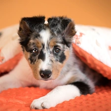 dog, Border Collie, duvet, Puppy