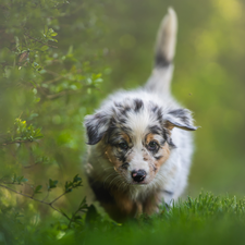 dog, Australian Shepherd, Twigs, Puppy