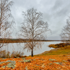 viewes, autumn, birch, trees, lake