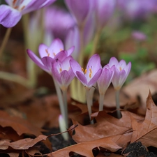 colchicums, crocuses, Leaf, Autumn