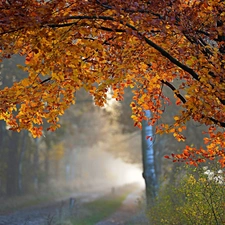 autumn, forest, Fog