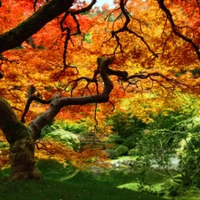 Autumn, forest, trees, color, old