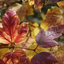 Autumn, Leaf, Hortense