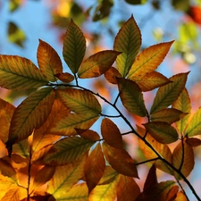 Leaf, Autumn