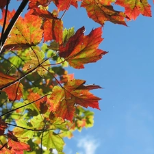 autumn, Autumn, Leaf