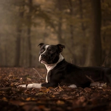 Autumn, Leaf, Amstaff, forest, dog