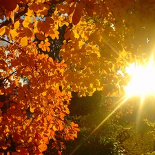 viewes, trees, autumn, Bench, flash, luminosity, ligh, sun, Przebijające