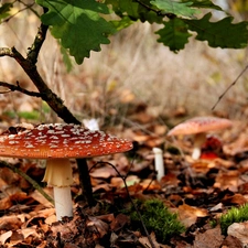 autumn, toadstool, litter