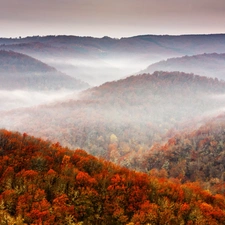 Mountains, Fog, autumn, forest