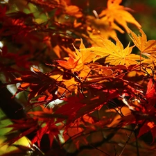 Maple Palm, Leaf, autumn, color