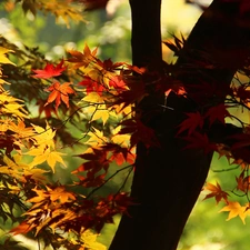 Maple Palm, Leaf, autumn, color