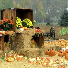 autumn, Field, pumpkin